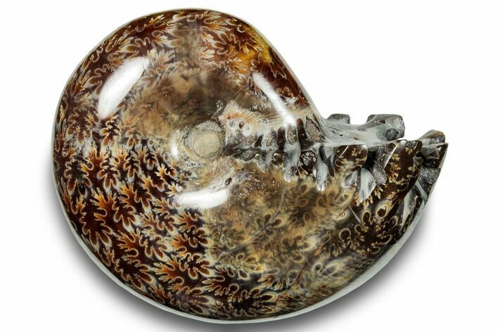 Polished Sutured Ammonite (Phylloceras?) Fossil - Madagascar #251485